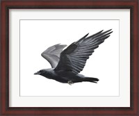 Framed Raven