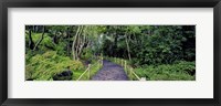 Framed Tea Garden Walkway, San Francisco Botanical Gardens