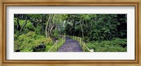 Framed Tea Garden Walkway, San Francisco Botanical Gardens