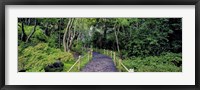 Framed Tea Garden Walkway, San Francisco Botanical Gardens