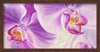 Framed Purple Orchids