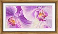 Framed Purple Orchids