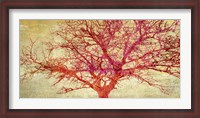 Framed Coral Tree