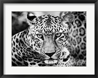 Framed Young Leopard