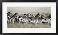 Framed Grant's Zebra, Masai Mara, Kenya