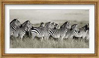Framed Grant's Zebra, Masai Mara, Kenya