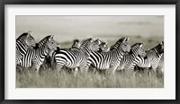 Framed Grant's Zebra, Masai Mara, Kenya