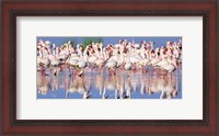 Framed Lesser Flamingo, Lake Nakuru, Kenya