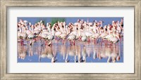 Framed Lesser Flamingo, Lake Nakuru, Kenya