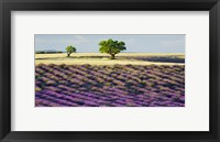 Framed Lavender Field and Almond Tree, Provence, France