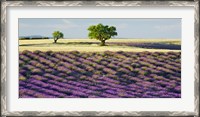 Framed Lavender Field and Almond Tree, Provence, France