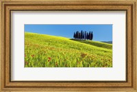 Framed Cypress and Corn Field, Tuscany, Italy