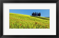 Framed Cypress and Corn Field, Tuscany, Italy