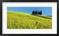 Framed Cypress and Corn Field, Tuscany, Italy