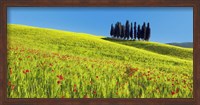 Framed Cypress and Corn Field, Tuscany, Italy