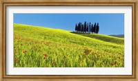 Framed Cypress and Corn Field, Tuscany, Italy