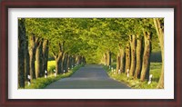 Framed Lime Tree Alley, Mecklenburg Lake District, Germany