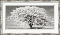 Framed Lime Tree with Frost, Bavaria, Germany