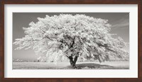 Framed Lime Tree with Frost, Bavaria, Germany