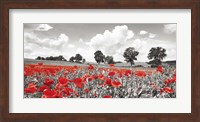 Framed Poppies and Vicias in Meadow, Mecklenburg Lake District, Germany