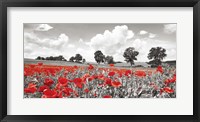 Framed Poppies and Vicias in Meadow, Mecklenburg Lake District, Germany