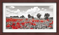 Framed Poppies and Vicias in Meadow, Mecklenburg Lake District, Germany