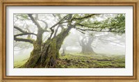 Framed Laurel Forest in Fog, Madeira, Portugal