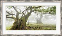 Framed Laurel Forest in Fog, Madeira, Portugal