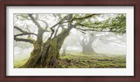 Framed Laurel Forest in Fog, Madeira, Portugal