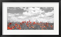 Framed Poppies in Corn Field, Bavaria, Germany