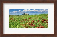 Framed Farm House with Cypresses and Poppies, Tuscany, Italy