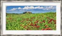 Framed Farm House with Cypresses and Poppies, Tuscany, Italy