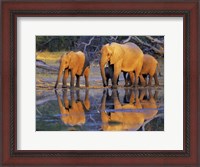 Framed African Elephants, Okavango, Botswana