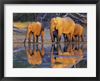 Framed African Elephants, Okavango, Botswana
