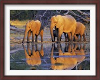 Framed African Elephants, Okavango, Botswana