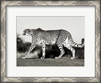 Framed Cheetah, Namibia, Africa