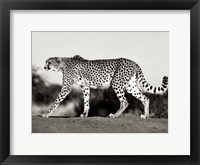 Framed Cheetah, Namibia, Africa