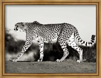 Framed Cheetah, Namibia, Africa