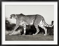 Framed Cheetah, Namibia, Africa