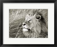 Framed African Lion, Masai Mara, Kenya 1