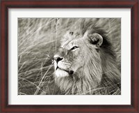 Framed African Lion, Masai Mara, Kenya 1