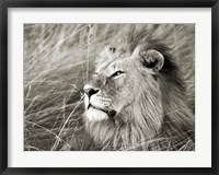 Framed African Lion, Masai Mara, Kenya 1