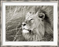 Framed African Lion, Masai Mara, Kenya 1