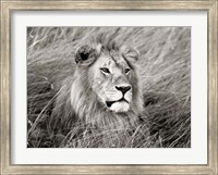 Framed African Lion, Masai Mara, Kenya 2