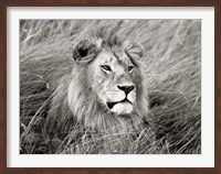 Framed African Lion, Masai Mara, Kenya 2