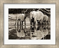 Framed African Elephants, Okavango, Botswana