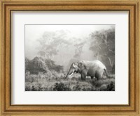 Framed African Elephant, Ngorongoro Crater, Tanzania