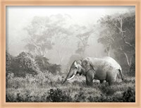 Framed African Elephant, Ngorongoro Crater, Tanzania