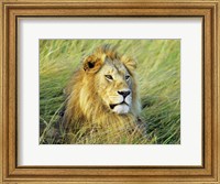 Framed African Lion, Masai Mara, Kenya