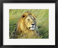 Framed African Lion, Masai Mara, Kenya